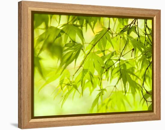 Japanese Maple (Acer) Tree in Springtime, England, UK-Jon Arnold-Framed Premier Image Canvas