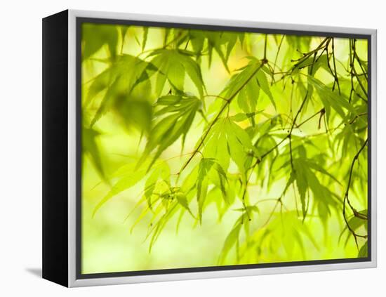 Japanese Maple (Acer) Tree in Springtime, England, UK-Jon Arnold-Framed Premier Image Canvas