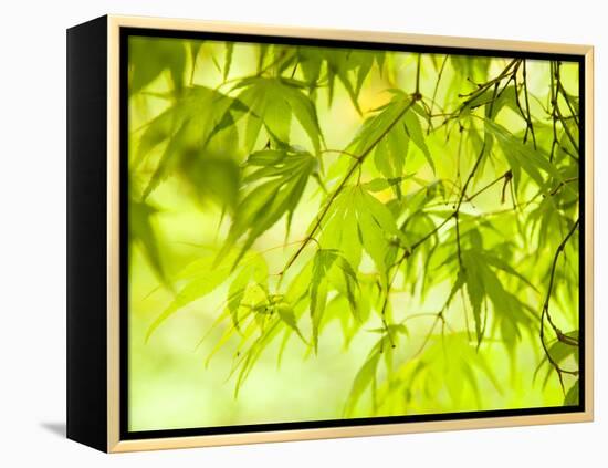 Japanese Maple (Acer) Tree in Springtime, England, UK-Jon Arnold-Framed Premier Image Canvas