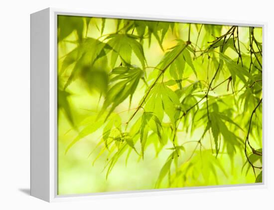 Japanese Maple (Acer) Tree in Springtime, England, UK-Jon Arnold-Framed Premier Image Canvas