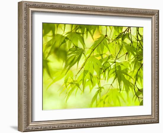 Japanese Maple (Acer) Tree in Springtime, England, UK-Jon Arnold-Framed Photographic Print