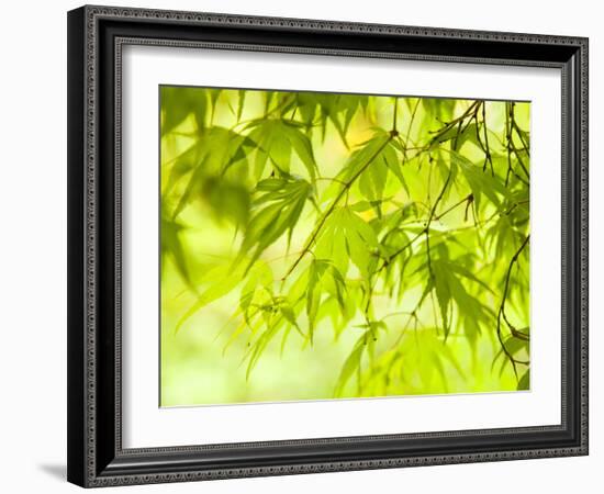 Japanese Maple (Acer) Tree in Springtime, England, UK-Jon Arnold-Framed Photographic Print