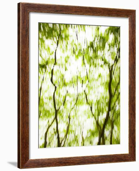 Japanese Maple (Acer) Tree in Springtime, England, UK-Jon Arnold-Framed Photographic Print