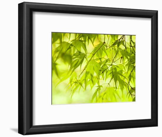 Japanese Maple (Acer) Tree in Springtime, England, UK-Jon Arnold-Framed Photographic Print