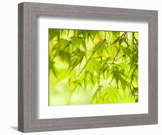 Japanese Maple (Acer) Tree in Springtime, England, UK-Jon Arnold-Framed Photographic Print