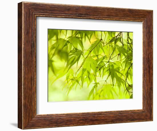 Japanese Maple (Acer) Tree in Springtime, England, UK-Jon Arnold-Framed Photographic Print