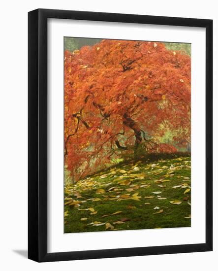 Japanese Maple at the Portland Japanese Garden, Oregon, USA-William Sutton-Framed Photographic Print