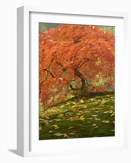 Japanese Maple at the Portland Japanese Garden, Oregon, USA-William Sutton-Framed Photographic Print