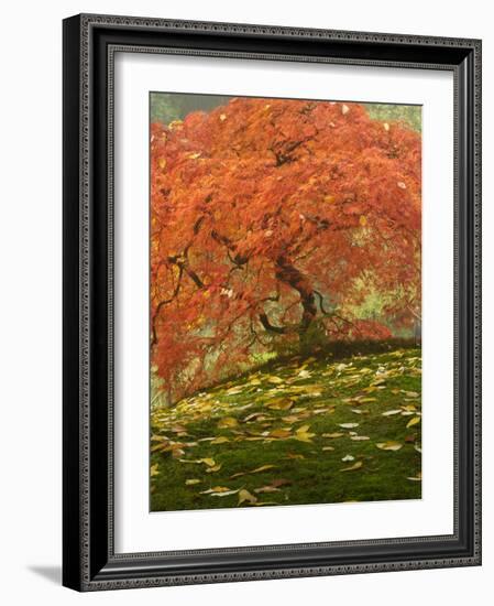 Japanese Maple at the Portland Japanese Garden, Oregon, USA-William Sutton-Framed Photographic Print