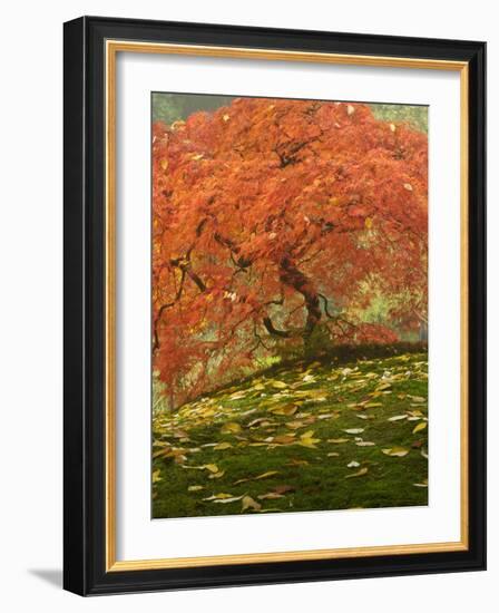 Japanese Maple at the Portland Japanese Garden, Oregon, USA-William Sutton-Framed Photographic Print