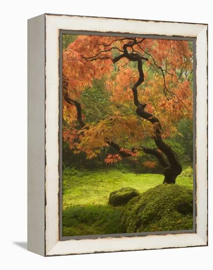 Japanese Maple at the Portland Japanese Garden, Oregon, USA-William Sutton-Framed Premier Image Canvas