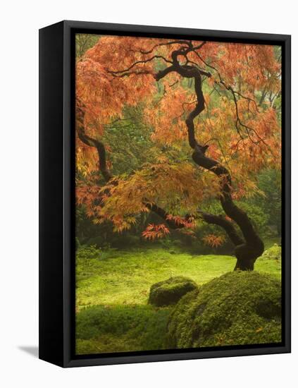 Japanese Maple at the Portland Japanese Garden, Oregon, USA-William Sutton-Framed Premier Image Canvas