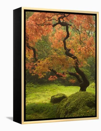 Japanese Maple at the Portland Japanese Garden, Oregon, USA-William Sutton-Framed Premier Image Canvas