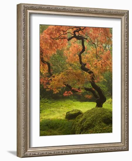 Japanese Maple at the Portland Japanese Garden, Oregon, USA-William Sutton-Framed Photographic Print