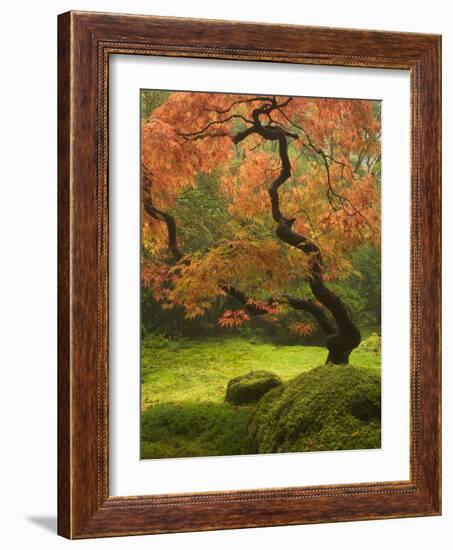 Japanese Maple at the Portland Japanese Garden, Oregon, USA-William Sutton-Framed Photographic Print