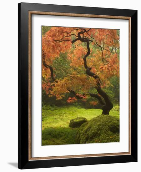 Japanese Maple at the Portland Japanese Garden, Oregon, USA-William Sutton-Framed Photographic Print