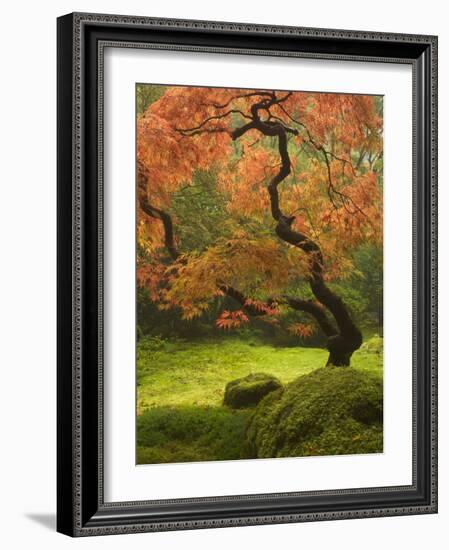 Japanese Maple at the Portland Japanese Garden, Oregon, USA-William Sutton-Framed Photographic Print