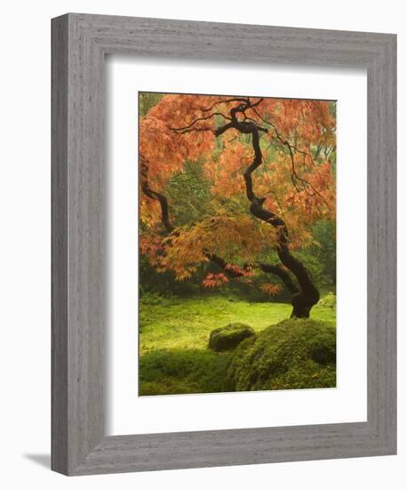 Japanese Maple at the Portland Japanese Garden, Oregon, USA-William Sutton-Framed Photographic Print