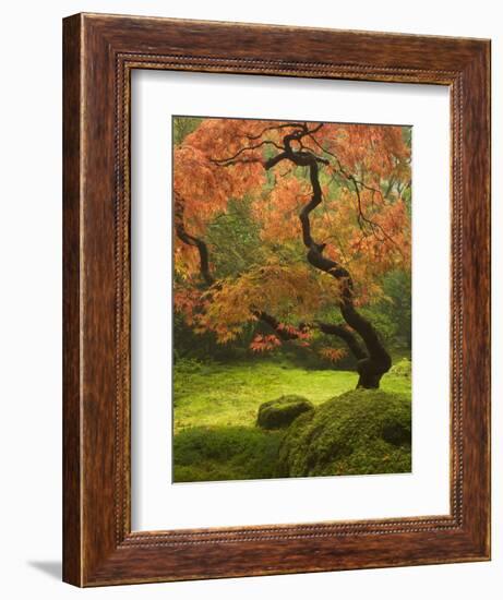 Japanese Maple at the Portland Japanese Garden, Oregon, USA-William Sutton-Framed Photographic Print