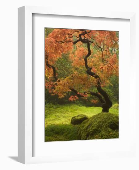 Japanese Maple at the Portland Japanese Garden, Oregon, USA-William Sutton-Framed Photographic Print