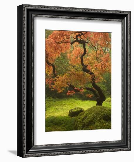 Japanese Maple at the Portland Japanese Garden, Oregon, USA-William Sutton-Framed Photographic Print