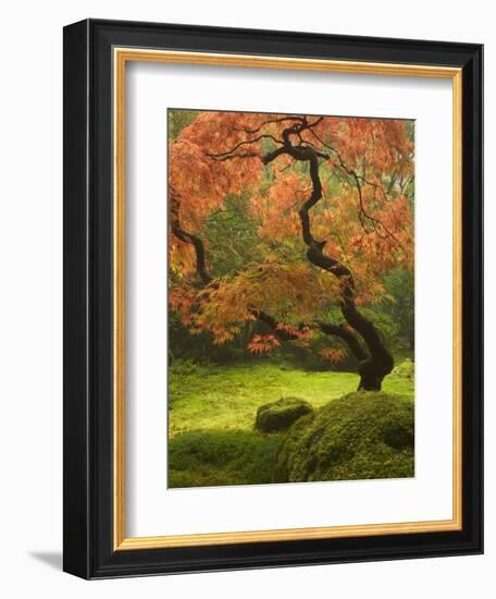 Japanese Maple at the Portland Japanese Garden, Oregon, USA-William Sutton-Framed Photographic Print