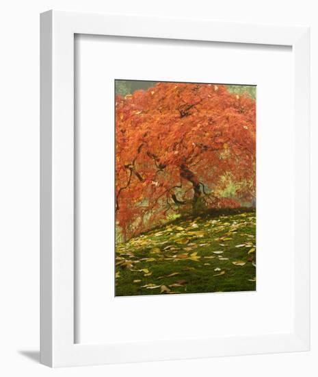 Japanese Maple at the Portland Japanese Garden, Oregon, USA-William Sutton-Framed Photographic Print