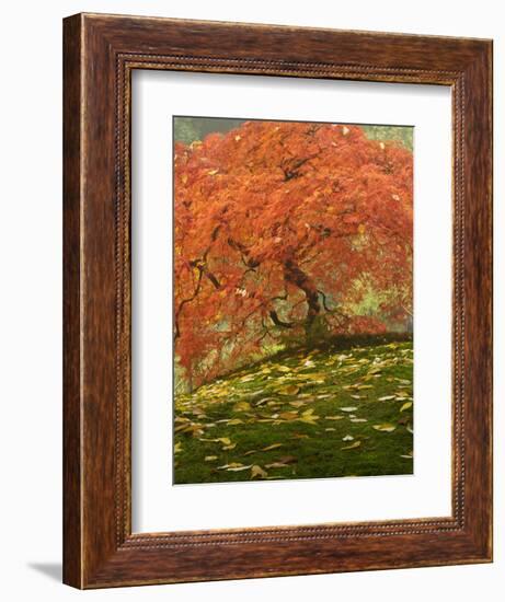 Japanese Maple at the Portland Japanese Garden, Oregon, USA-William Sutton-Framed Photographic Print