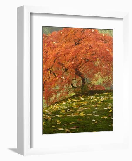 Japanese Maple at the Portland Japanese Garden, Oregon, USA-William Sutton-Framed Photographic Print