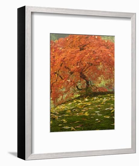 Japanese Maple at the Portland Japanese Garden, Oregon, USA-William Sutton-Framed Photographic Print