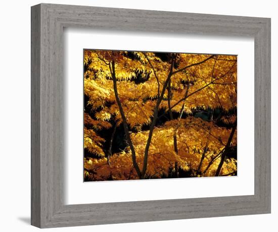 Japanese Maple at University of Washington Arboretum, Seattle, Washington, USA-William Sutton-Framed Photographic Print