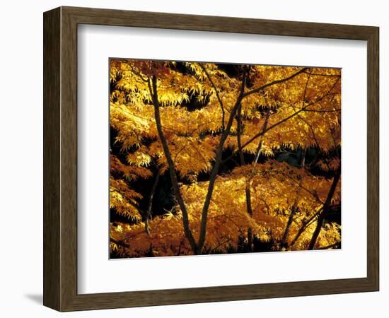 Japanese Maple at University of Washington Arboretum, Seattle, Washington, USA-William Sutton-Framed Photographic Print