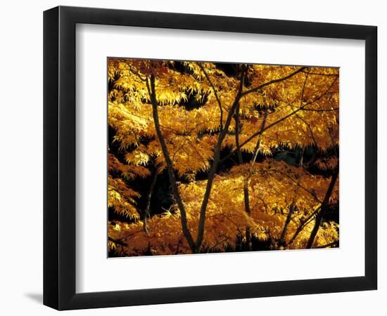 Japanese Maple at University of Washington Arboretum, Seattle, Washington, USA-William Sutton-Framed Photographic Print