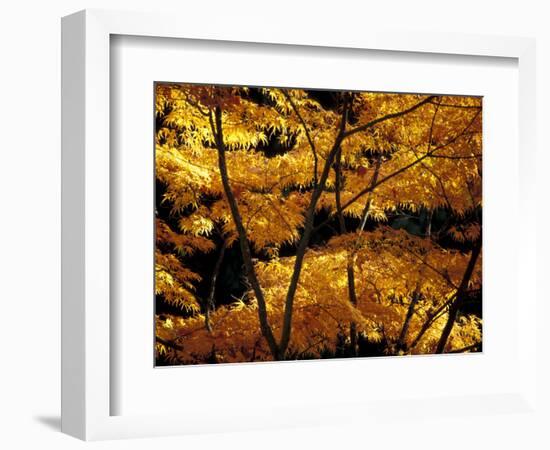 Japanese Maple at University of Washington Arboretum, Seattle, Washington, USA-William Sutton-Framed Photographic Print