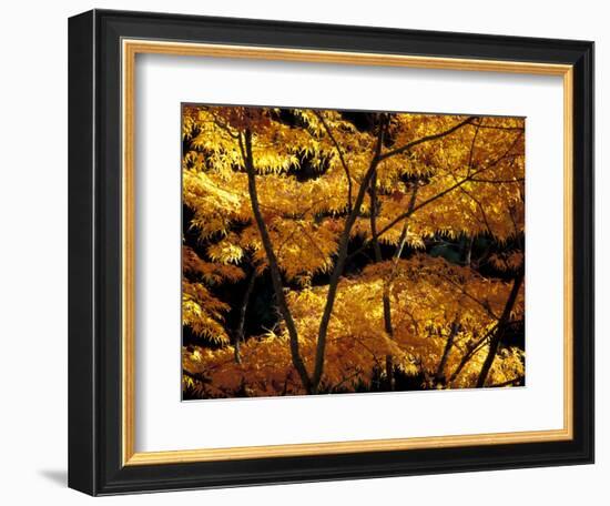 Japanese Maple at University of Washington Arboretum, Seattle, Washington, USA-William Sutton-Framed Photographic Print