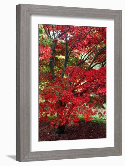 Japanese Maple Autumn Colour at Winkwort Arboretum-null-Framed Photographic Print