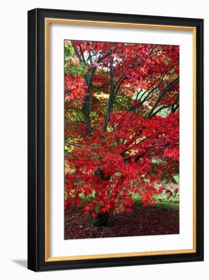 Japanese Maple Autumn Colour at Winkwort Arboretum-null-Framed Photographic Print