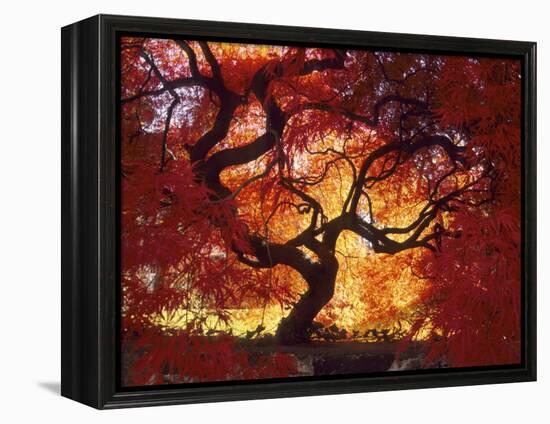 Japanese Maple, Darien, Connecticut, USA-Alison Jones-Framed Premier Image Canvas