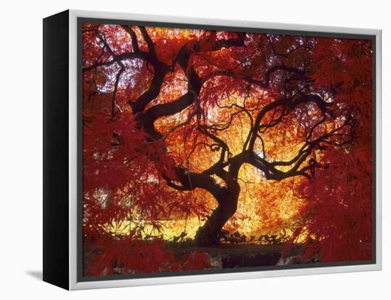 Japanese Maple, Darien, Connecticut, USA-Alison Jones-Framed Premier Image Canvas