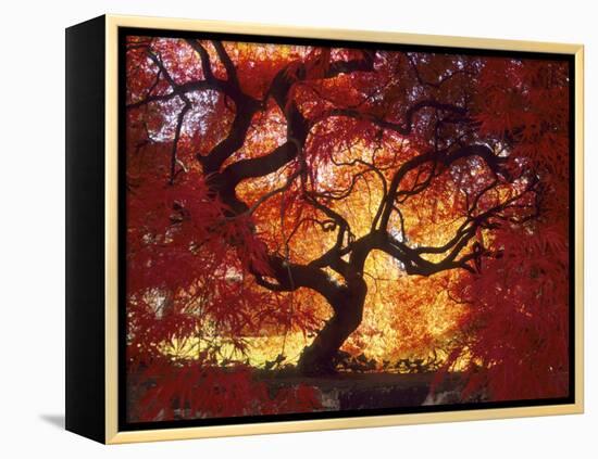 Japanese Maple, Darien, Connecticut, USA-Alison Jones-Framed Premier Image Canvas