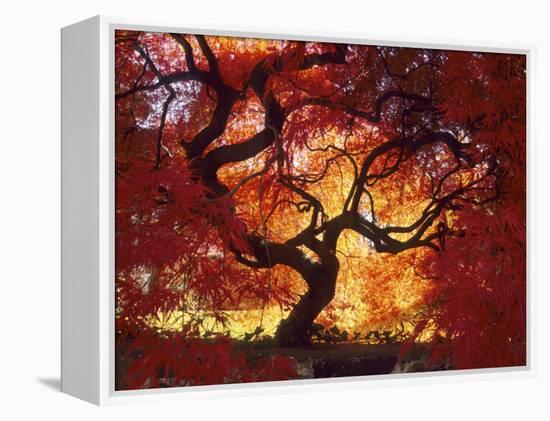 Japanese Maple, Darien, Connecticut, USA-Alison Jones-Framed Premier Image Canvas