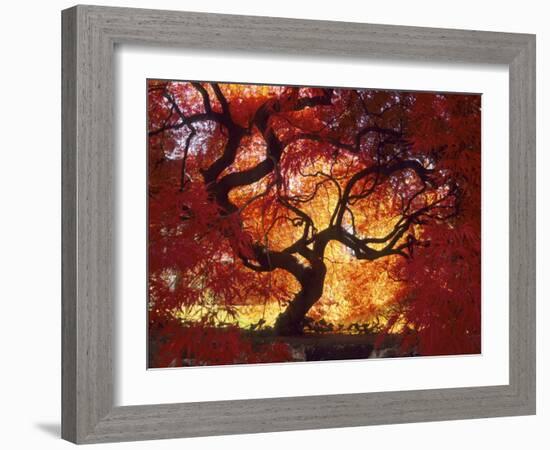 Japanese Maple, Darien, Connecticut, USA-Alison Jones-Framed Photographic Print