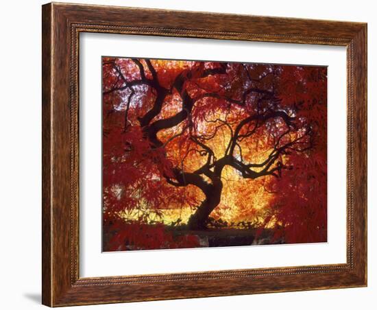 Japanese Maple, Darien, Connecticut, USA-Alison Jones-Framed Photographic Print