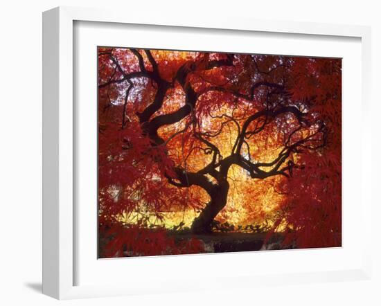 Japanese Maple, Darien, Connecticut, USA-Alison Jones-Framed Photographic Print