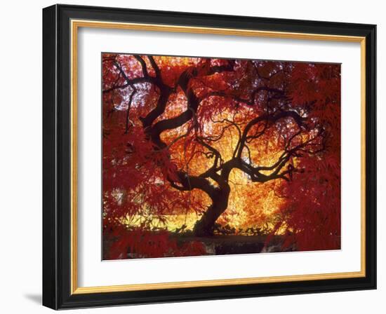 Japanese Maple, Darien, Connecticut, USA-Alison Jones-Framed Photographic Print