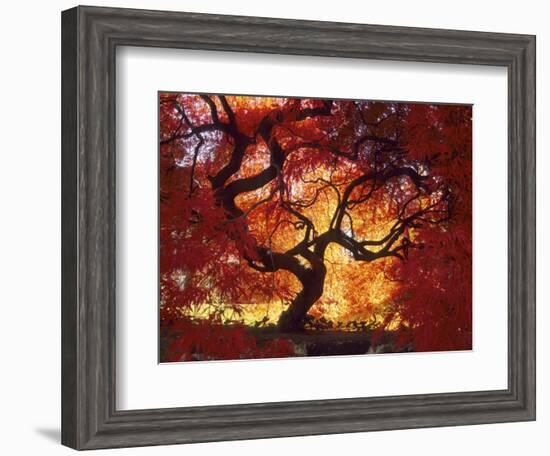 Japanese Maple, Darien, Connecticut, USA-Alison Jones-Framed Photographic Print