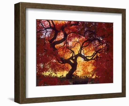 Japanese Maple, Darien, Connecticut, USA-Alison Jones-Framed Photographic Print