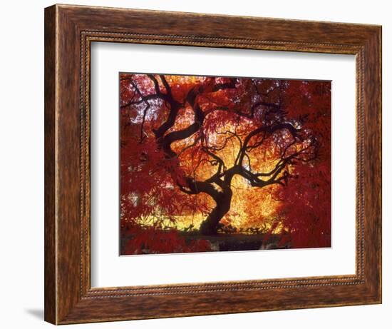 Japanese Maple, Darien, Connecticut, USA-Alison Jones-Framed Photographic Print