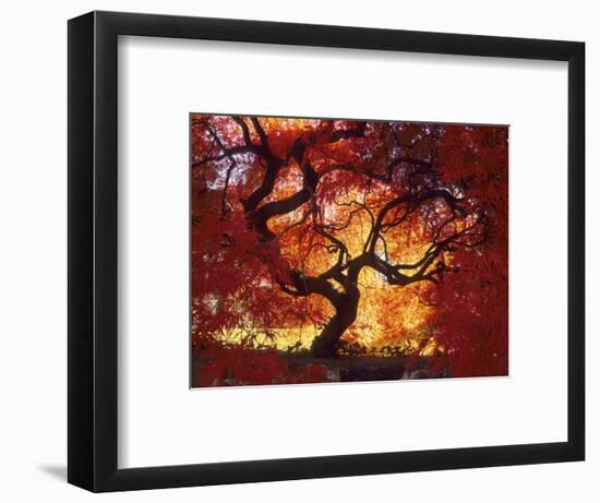 Japanese Maple, Darien, Connecticut, USA-Alison Jones-Framed Photographic Print