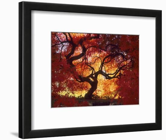 Japanese Maple, Darien, Connecticut, USA-Alison Jones-Framed Photographic Print